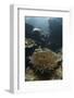 A Heliofungia Coral Colony Grows on a Reef Inside Palau's Lagoon-Stocktrek Images-Framed Photographic Print