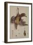 A Hen and a Kingfisher Hanging on a String (Oil on Canvas)-Jacobus Biltius-Framed Giclee Print