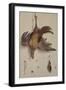 A Hen and a Kingfisher Hanging on a String (Oil on Canvas)-Jacobus Biltius-Framed Giclee Print