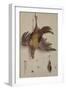 A Hen and a Kingfisher Hanging on a String (Oil on Canvas)-Jacobus Biltius-Framed Giclee Print
