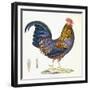 A Hen, Plate 232, from 'Nouveau Recueil De Planches Coloriees D'Oiseaux', 1820-1839-null-Framed Giclee Print