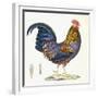 A Hen, Plate 232, from 'Nouveau Recueil De Planches Coloriees D'Oiseaux', 1820-1839-null-Framed Giclee Print