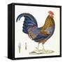 A Hen, Plate 232, from 'Nouveau Recueil De Planches Coloriees D'Oiseaux', 1820-1839-null-Framed Stretched Canvas