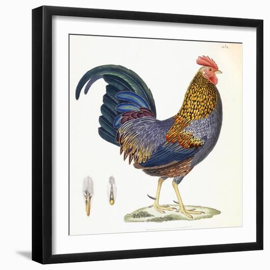 A Hen, Plate 232, from 'Nouveau Recueil De Planches Coloriees D'Oiseaux', 1820-1839-null-Framed Giclee Print