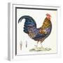 A Hen, Plate 232, from 'Nouveau Recueil De Planches Coloriees D'Oiseaux', 1820-1839-null-Framed Giclee Print