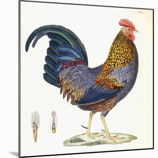 A Hen, Plate 232, from 'Nouveau Recueil De Planches Coloriees D'Oiseaux', 1820-1839-null-Mounted Giclee Print