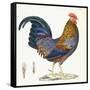 A Hen, Plate 232, from 'Nouveau Recueil De Planches Coloriees D'Oiseaux', 1820-1839-null-Framed Stretched Canvas