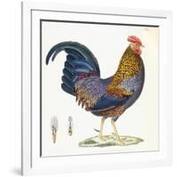 A Hen, Plate 232, from 'Nouveau Recueil De Planches Coloriees D'Oiseaux', 1820-1839-null-Framed Giclee Print