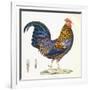 A Hen, Plate 232, from 'Nouveau Recueil De Planches Coloriees D'Oiseaux', 1820-1839-null-Framed Giclee Print