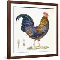 A Hen, Plate 232, from 'Nouveau Recueil De Planches Coloriees D'Oiseaux', 1820-1839-null-Framed Giclee Print