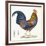 A Hen, Plate 232, from 'Nouveau Recueil De Planches Coloriees D'Oiseaux', 1820-1839-null-Framed Giclee Print