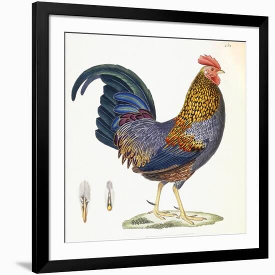 A Hen, Plate 232, from 'Nouveau Recueil De Planches Coloriees D'Oiseaux', 1820-1839-null-Framed Giclee Print