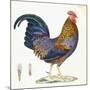 A Hen, Plate 232, from 'Nouveau Recueil De Planches Coloriees D'Oiseaux', 1820-1839-null-Mounted Giclee Print