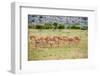 A herd if impala in the Masai Mara, Kenya, Africa.-Larry Richardson-Framed Photographic Print