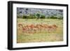 A herd if impala in the Masai Mara, Kenya, Africa.-Larry Richardson-Framed Photographic Print