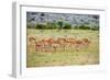 A herd if impala in the Masai Mara, Kenya, Africa.-Larry Richardson-Framed Photographic Print