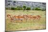 A herd if impala in the Masai Mara, Kenya, Africa.-Larry Richardson-Mounted Photographic Print