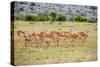 A herd if impala in the Masai Mara, Kenya, Africa.-Larry Richardson-Stretched Canvas