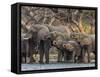 A herd of African bush elephants (Loxodonta africana) on the upper Zambezi River, Zambia-Michael Nolan-Framed Stretched Canvas