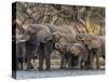 A herd of African bush elephants (Loxodonta africana) on the upper Zambezi River, Zambia-Michael Nolan-Stretched Canvas