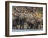 A herd of African bush elephants (Loxodonta africana) on the upper Zambezi River, Zambia-Michael Nolan-Framed Photographic Print