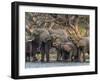 A herd of African bush elephants (Loxodonta africana) on the upper Zambezi River, Zambia-Michael Nolan-Framed Photographic Print