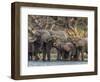 A herd of African bush elephants (Loxodonta africana) on the upper Zambezi River, Zambia-Michael Nolan-Framed Photographic Print