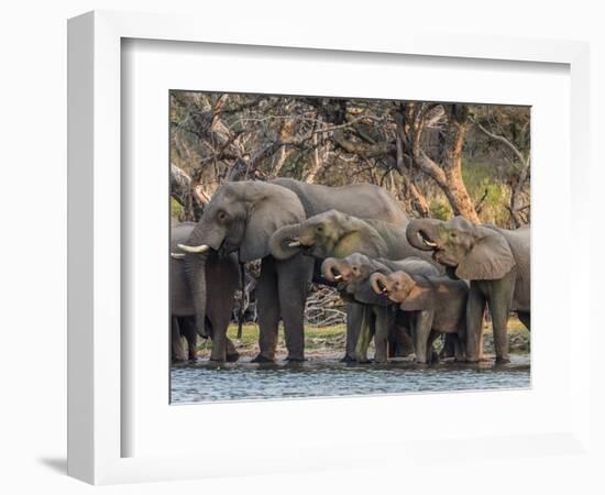 A herd of African bush elephants (Loxodonta africana) on the upper Zambezi River, Zambia-Michael Nolan-Framed Photographic Print