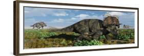 A Herd of Albertaceratops from the Cretaceous Period-null-Framed Premium Giclee Print