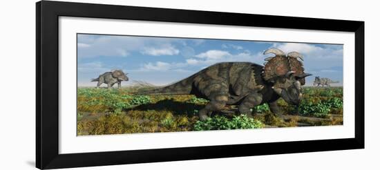 A Herd of Albertaceratops from the Cretaceous Period-null-Framed Art Print