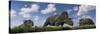 A Herd of Albertaceratops Grazing-null-Stretched Canvas