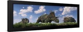 A Herd of Albertaceratops Grazing-null-Framed Art Print