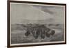 A Herd of Bisons Crossing a River Bottom on the Upper Missouri-William Jacob Hays-Framed Giclee Print