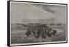 A Herd of Bisons Crossing a River Bottom on the Upper Missouri-William Jacob Hays-Framed Stretched Canvas