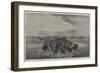 A Herd of Bisons Crossing a River Bottom on the Upper Missouri-William Jacob Hays-Framed Giclee Print