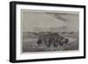 A Herd of Bisons Crossing a River Bottom on the Upper Missouri-William Jacob Hays-Framed Giclee Print