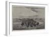 A Herd of Bisons Crossing a River Bottom on the Upper Missouri-William Jacob Hays-Framed Giclee Print