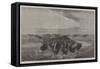 A Herd of Bisons Crossing a River Bottom on the Upper Missouri-William Jacob Hays-Framed Stretched Canvas