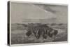 A Herd of Bisons Crossing a River Bottom on the Upper Missouri-William Jacob Hays-Stretched Canvas