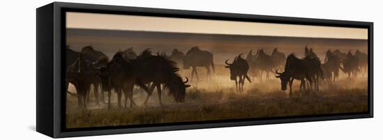 A Herd of Blue Wildebeests, Connochaetes Taurinus, Kicking Up Dust-Alex Saberi-Framed Stretched Canvas