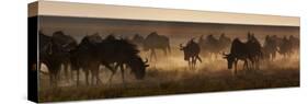 A Herd of Blue Wildebeests, Connochaetes Taurinus, Kicking Up Dust-Alex Saberi-Stretched Canvas