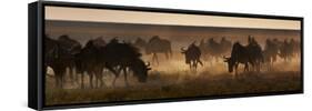 A Herd of Blue Wildebeests, Connochaetes Taurinus, Kicking Up Dust-Alex Saberi-Framed Stretched Canvas