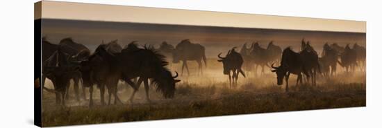 A Herd of Blue Wildebeests, Connochaetes Taurinus, Kicking Up Dust-Alex Saberi-Stretched Canvas