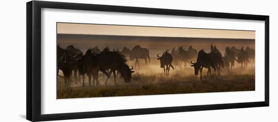 A Herd of Blue Wildebeests, Connochaetes Taurinus, Kicking Up Dust-Alex Saberi-Framed Photographic Print