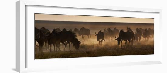 A Herd of Blue Wildebeests, Connochaetes Taurinus, Kicking Up Dust-Alex Saberi-Framed Photographic Print