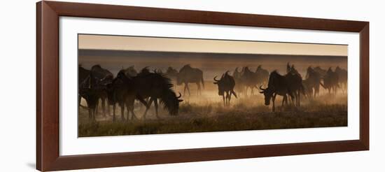 A Herd of Blue Wildebeests, Connochaetes Taurinus, Kicking Up Dust-Alex Saberi-Framed Photographic Print