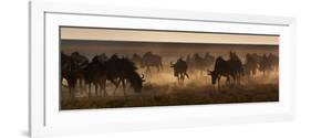 A Herd of Blue Wildebeests, Connochaetes Taurinus, Kicking Up Dust-Alex Saberi-Framed Photographic Print