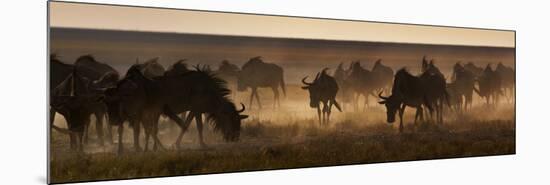 A Herd of Blue Wildebeests, Connochaetes Taurinus, Kicking Up Dust-Alex Saberi-Mounted Photographic Print