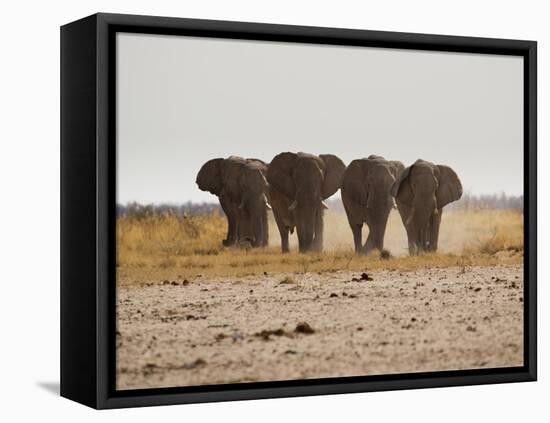 A Herd of Bull Elephants in Etosha National Park-Alex Saberi-Framed Stretched Canvas