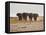 A Herd of Bull Elephants in Etosha National Park-Alex Saberi-Framed Stretched Canvas